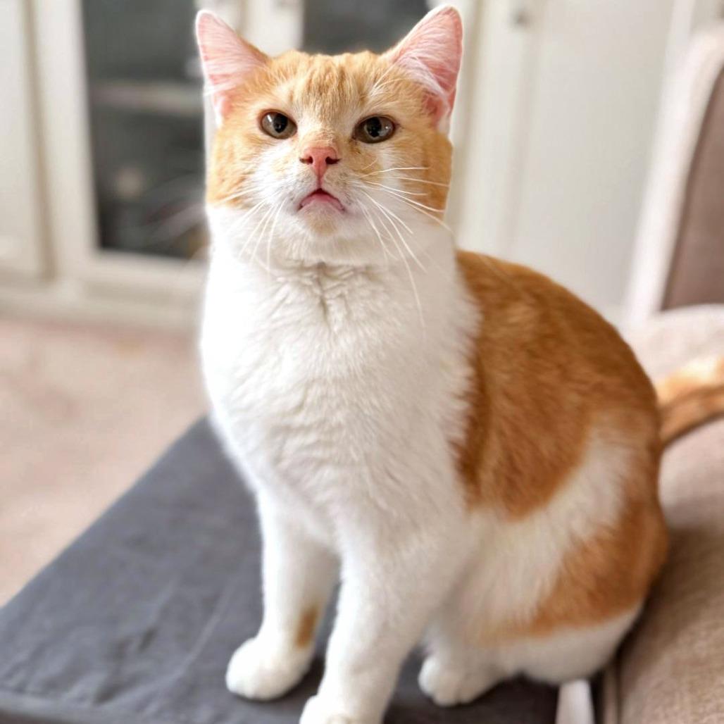 Finnegan, a Adoptable Domestic Short Hair in Fairfax, VA image 4/6