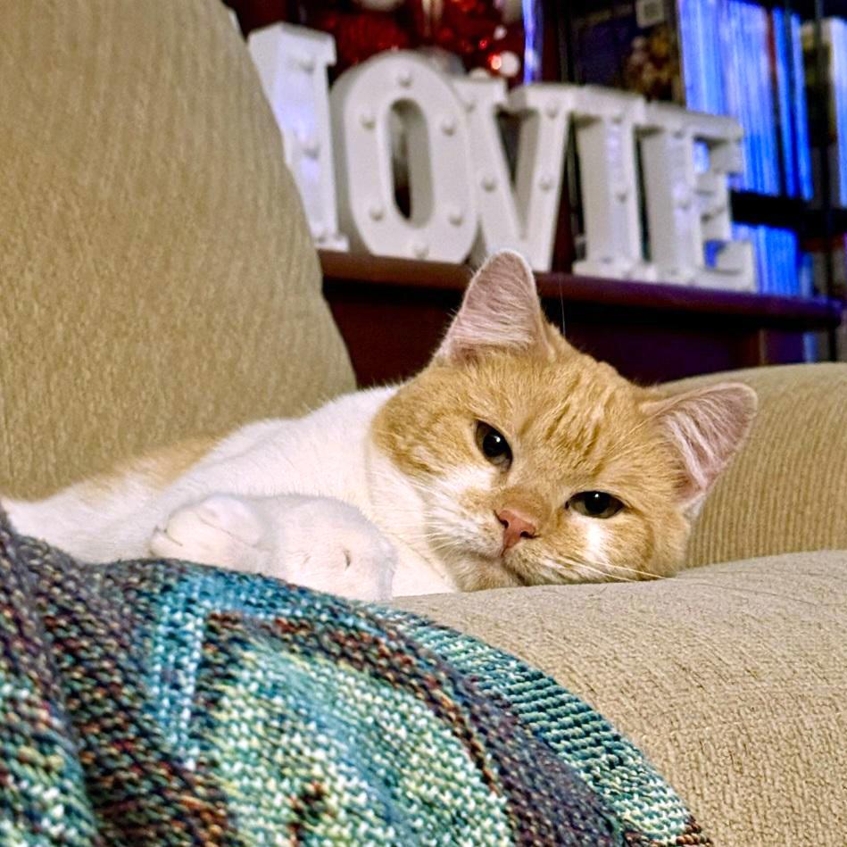 Finnegan, a Adoptable Domestic Short Hair in Fairfax, VA image 5/6