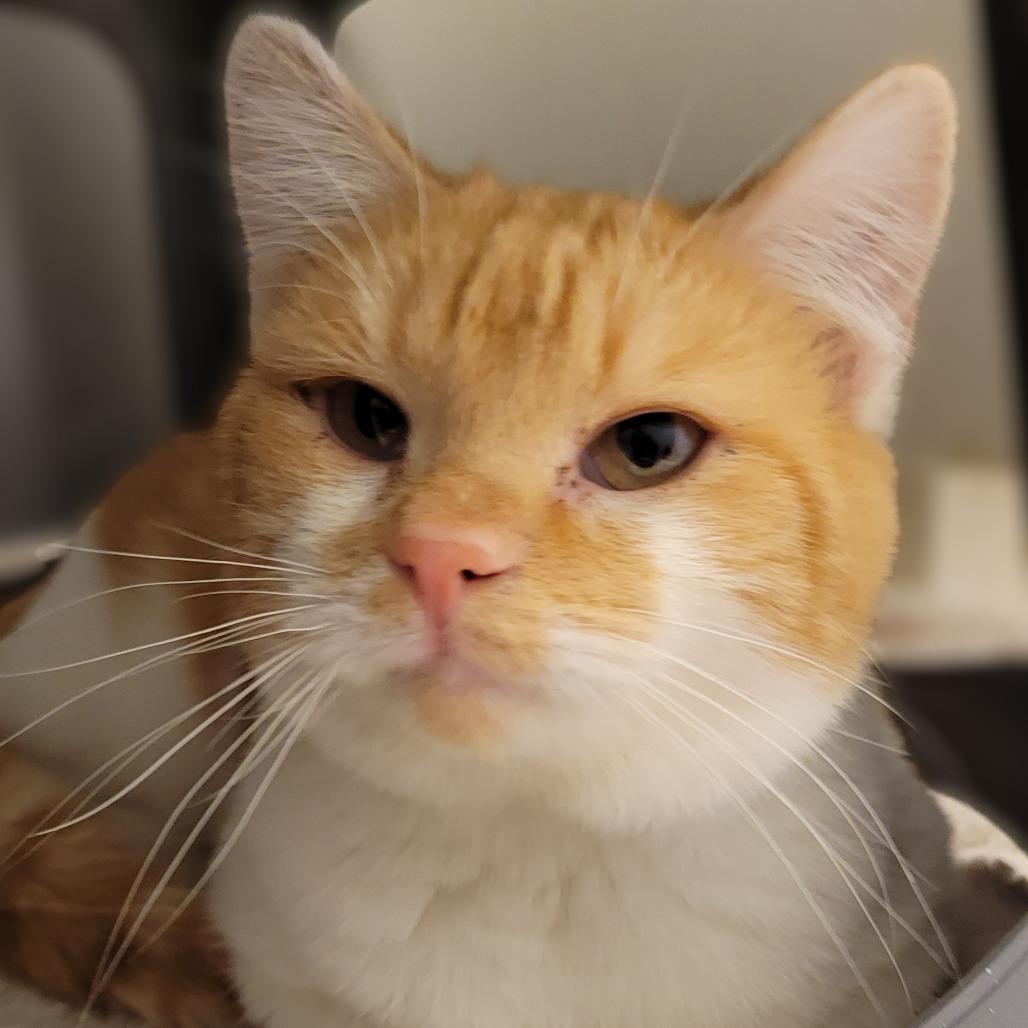 Finnegan, a Adoptable Domestic Short Hair in Fairfax, VA image 5/5