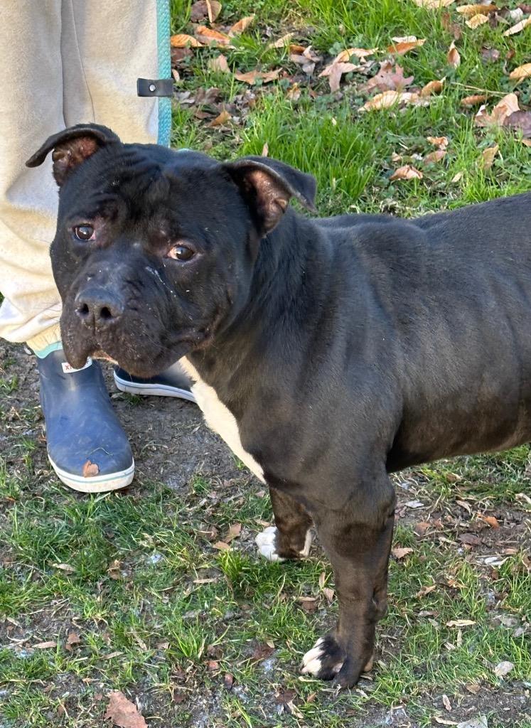Enlarge Jett Sweet Big Ole  Teddy Bear Foster to Adopt Option Offered!, a Adoptable mixed breed in Richmond, VA image 1/6