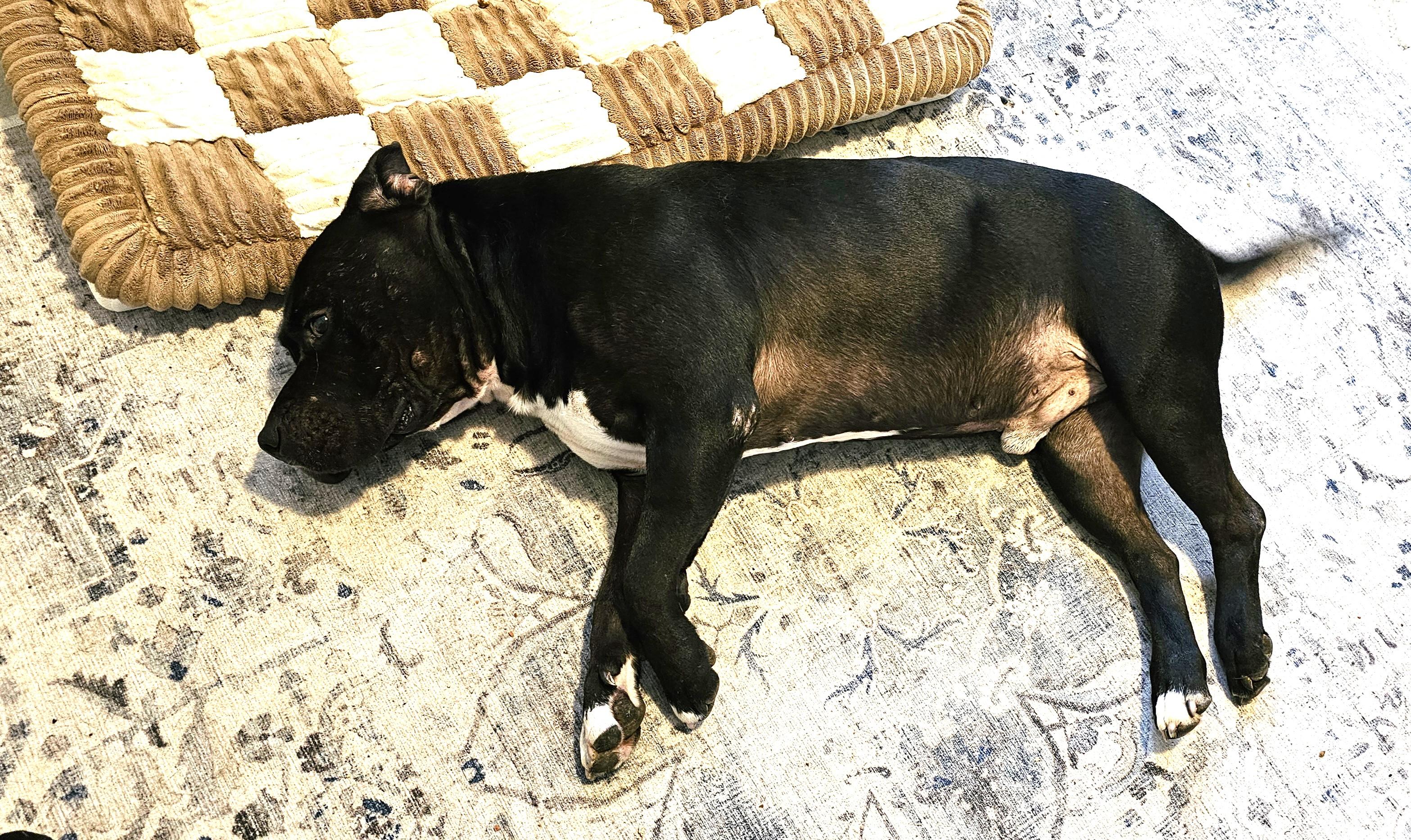 Enlarge Jett Sweet Big Ole  Teddy Bear Foster to Adopt Option Offered!, a Adoptable mixed breed in Richmond, VA image 2/6