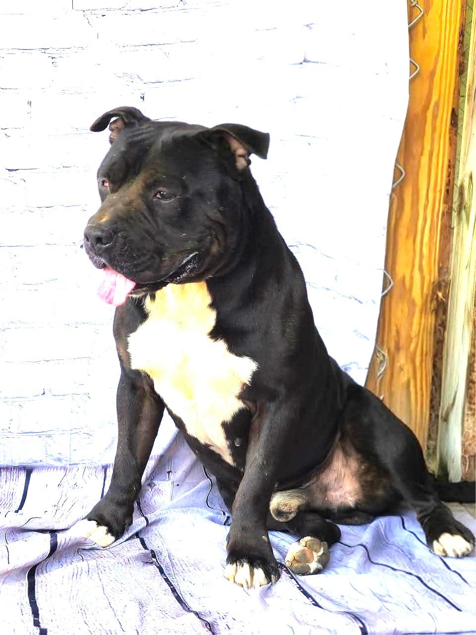 Enlarge Jett Sweet Big Ole  Teddy Bear Foster to Adopt Option Offered!, a Adoptable mixed breed in Richmond, VA image 4/6
