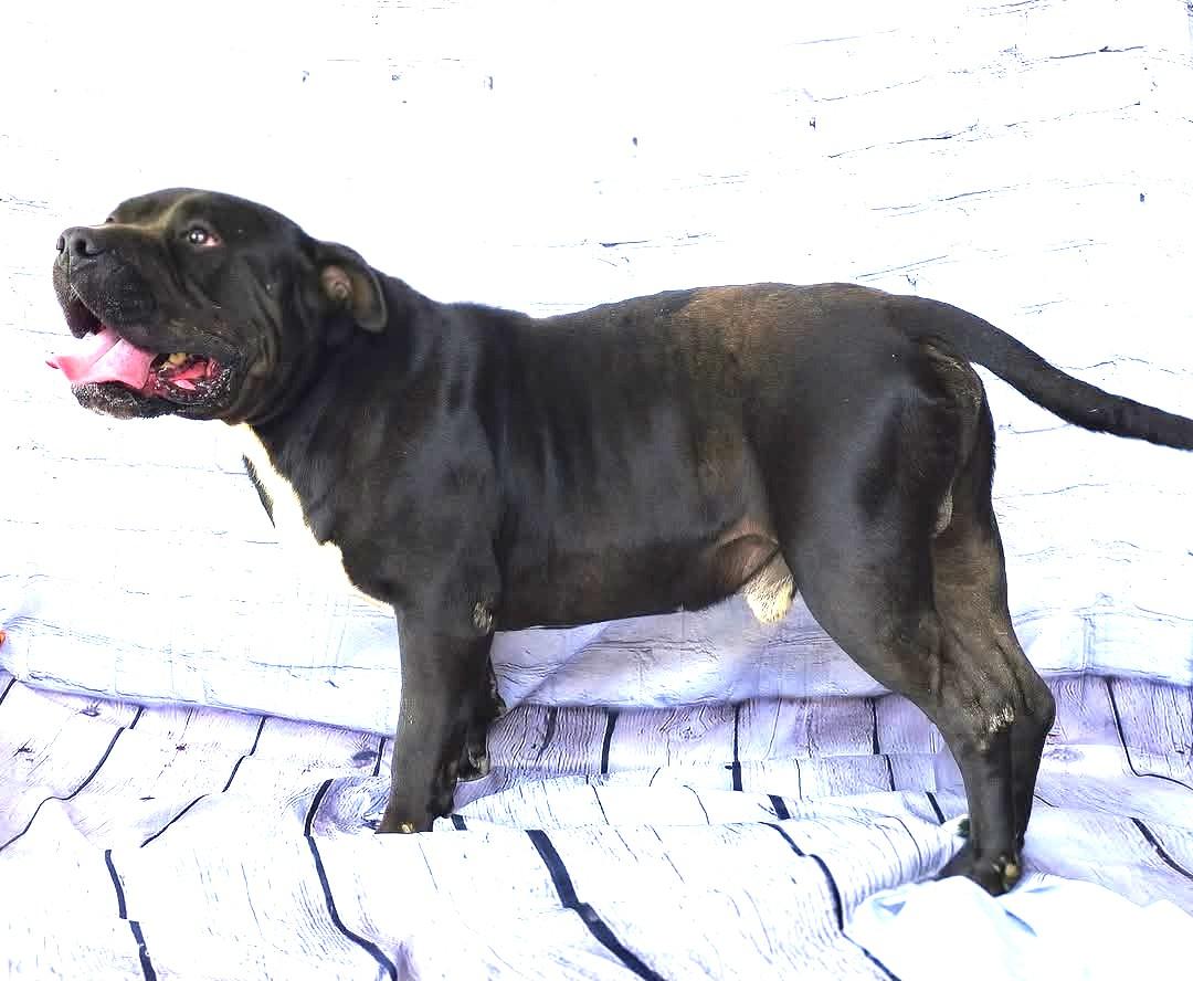 Enlarge Jett Sweet Big Ole  Teddy Bear Foster to Adopt Option Offered!, a Adoptable mixed breed in Richmond, VA image 5/6