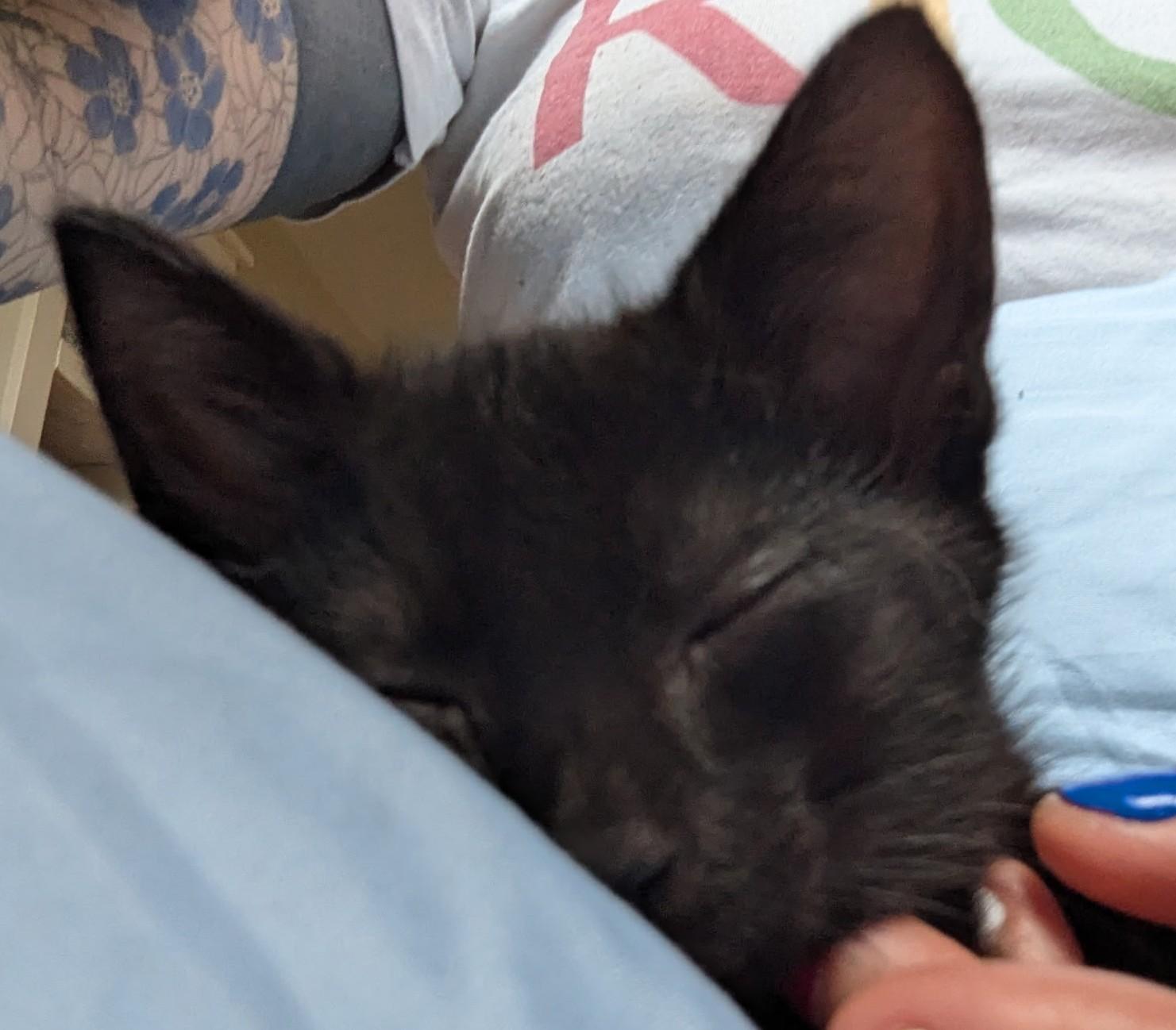 Enlarge Grape, a ADOPTABLE American Shorthair in Rochester, NY image 2/3