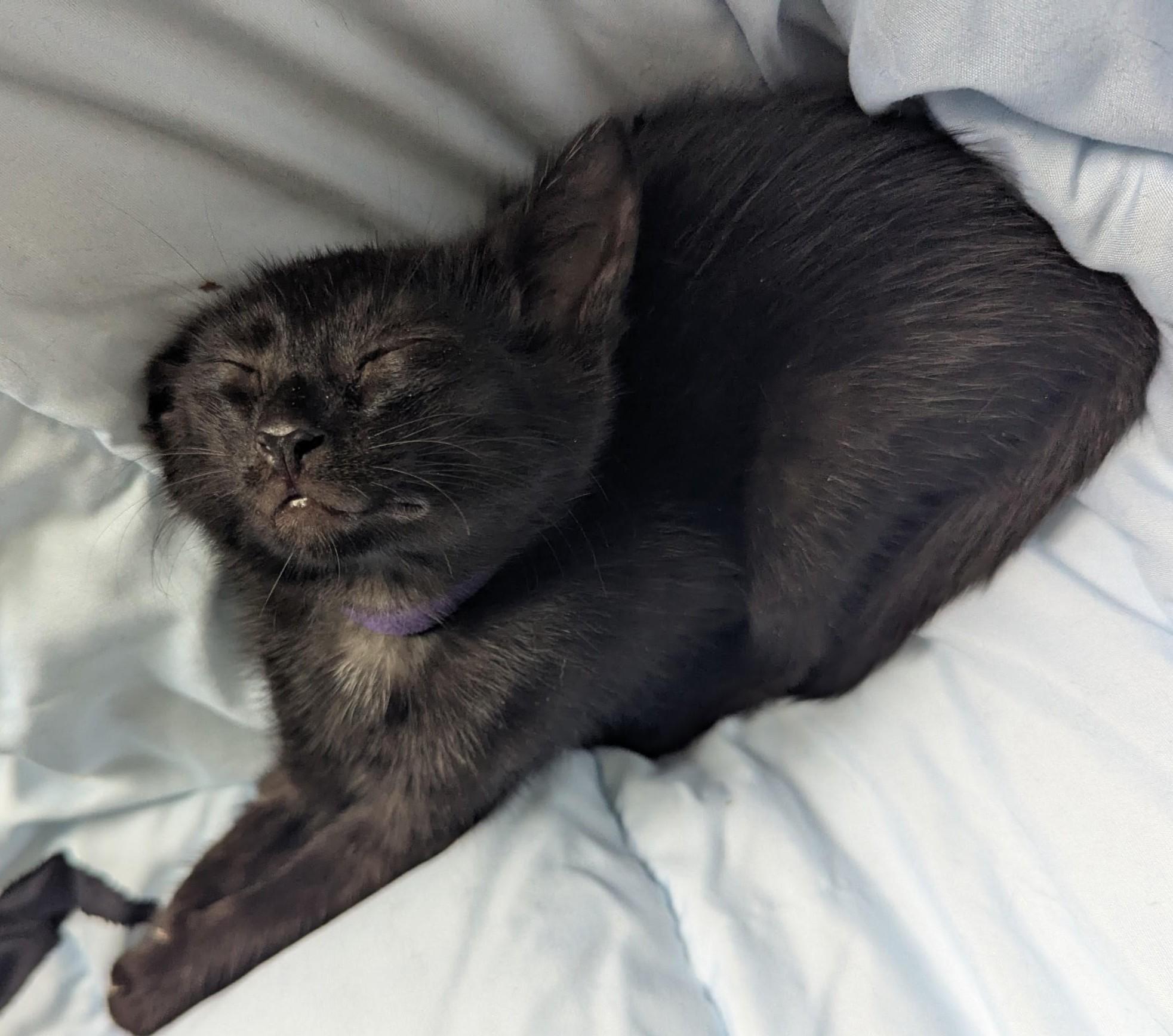 Grape, ADOPTABLE, Young Male American Shorthair.