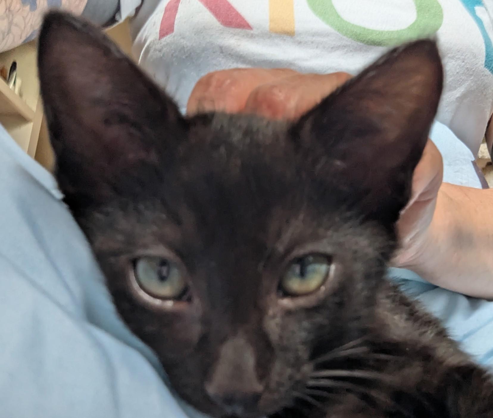 Enlarge Grape, a ADOPTABLE American Shorthair in Rochester, NY image 3/3
