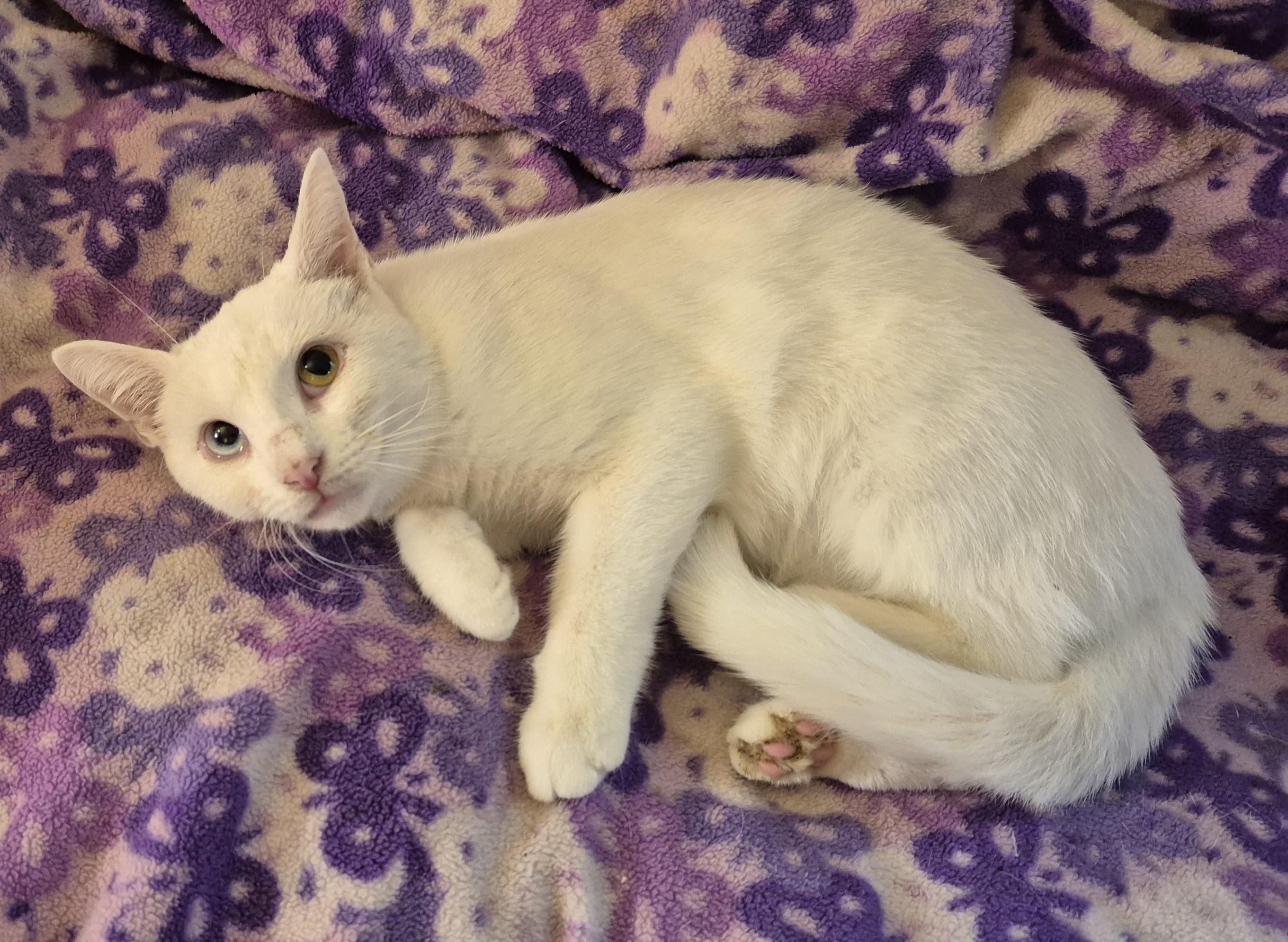 BLUE EYE, an adopted Domestic Short Hair in Highland Park, NJ image 4/5