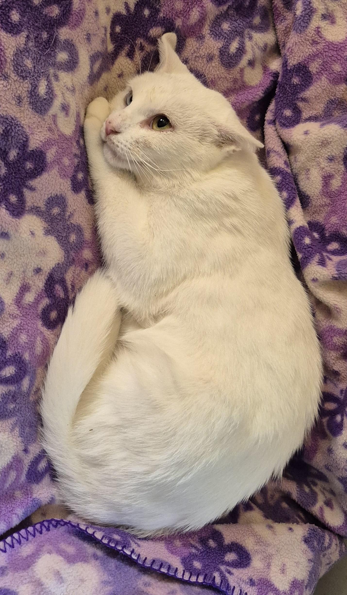 BLUE EYE, an adopted Domestic Short Hair in Highland Park, NJ image 3/5