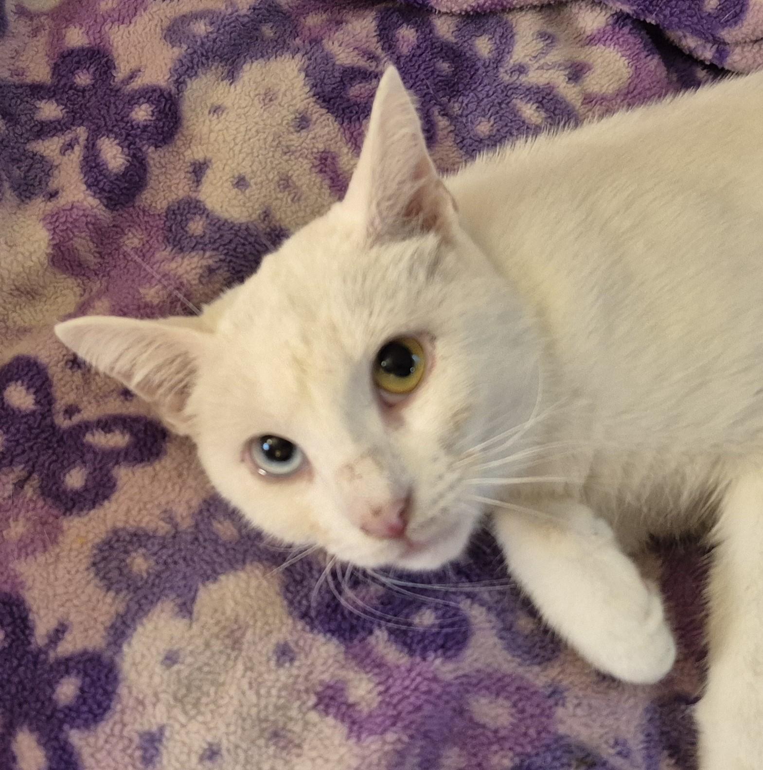 BLUE EYE, an adopted Domestic Short Hair in Highland Park, NJ image 5/5