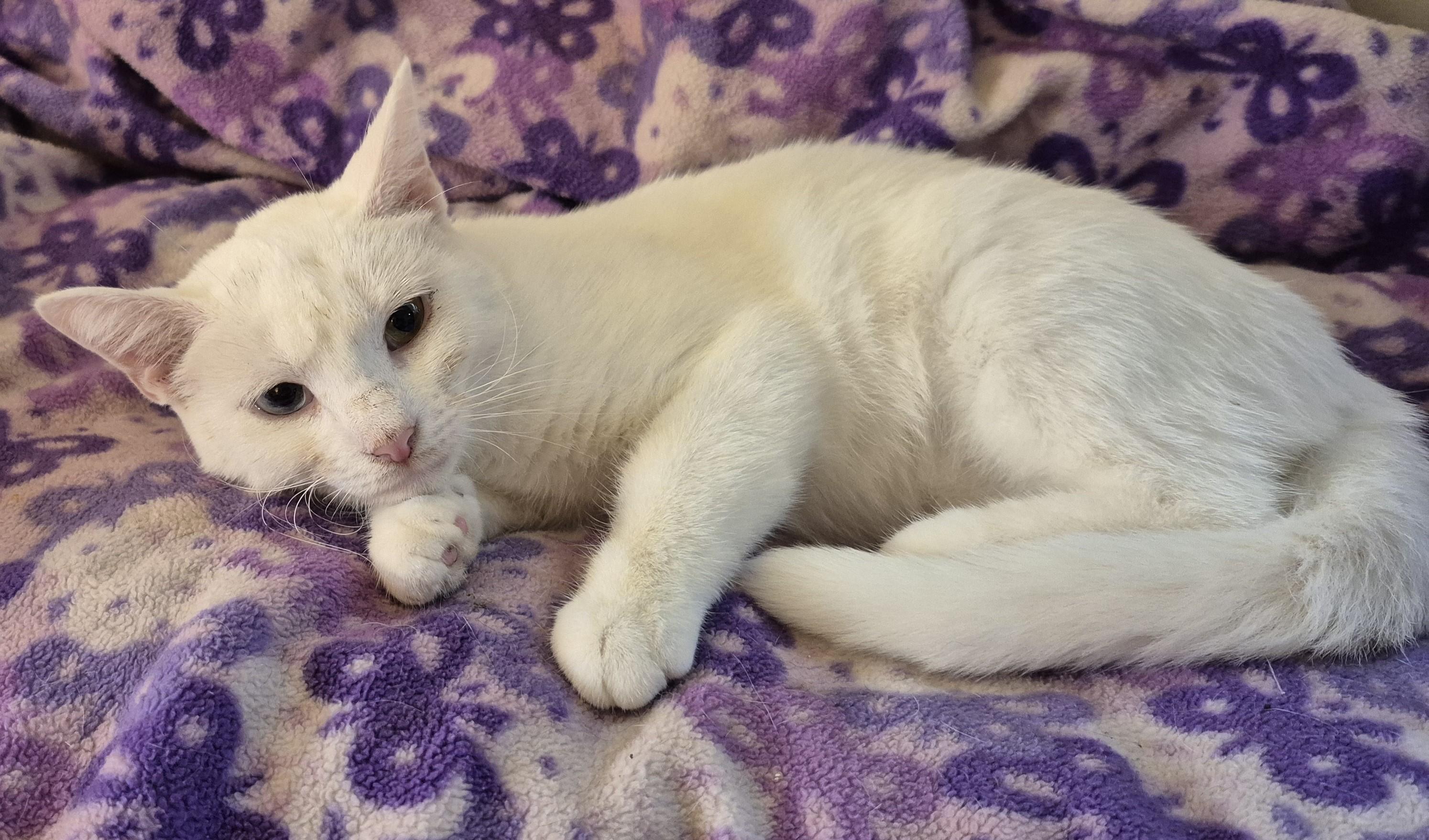 BLUE EYE, adopted, Young Female Domestic Short Hair.