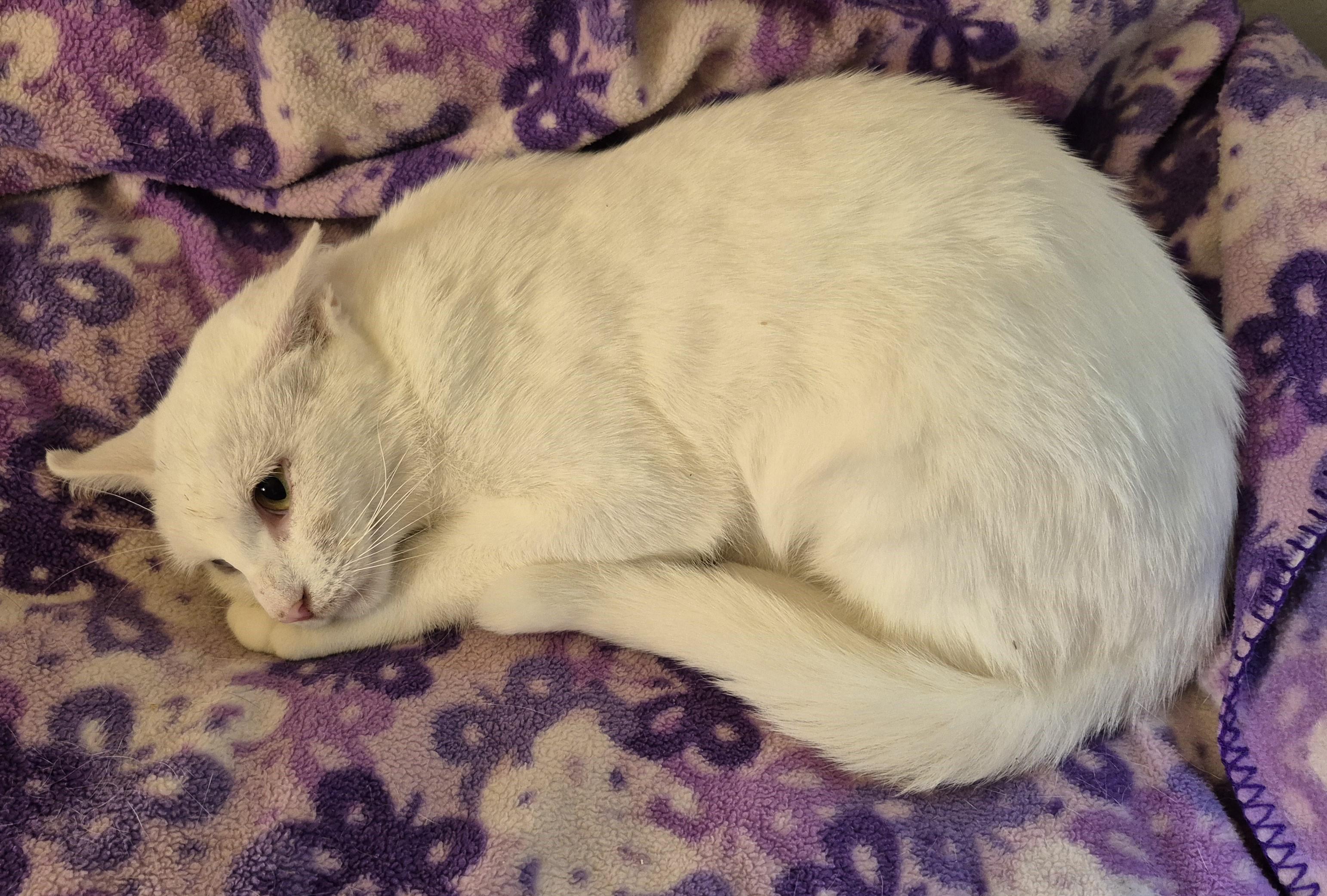 BLUE EYE, an adopted Domestic Short Hair in Highland Park, NJ image 2/5