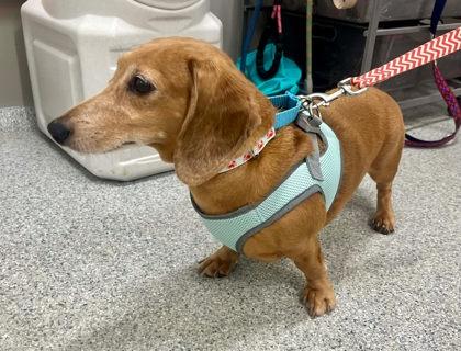 Enlarge Fred, an adopted mixed breed in Annapolis, MD image 2/3