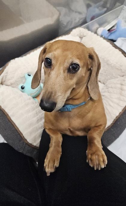 Enlarge Fred, an adopted mixed breed in Annapolis, MD image 1/3