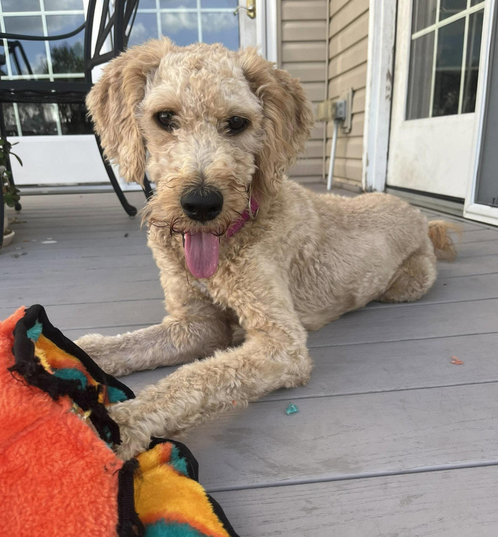 Enlarge Maisie, a Adoptable Poodle in Cliffwood, NJ image 1/2