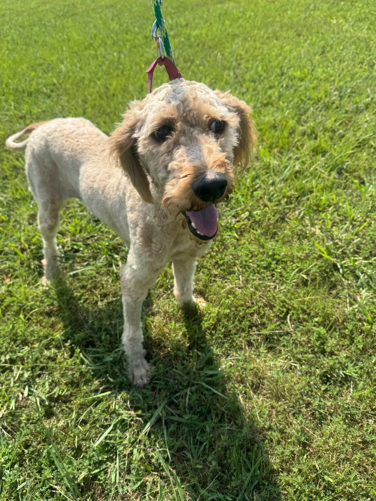 Maisie, Adoptable, Young Female Poodle.