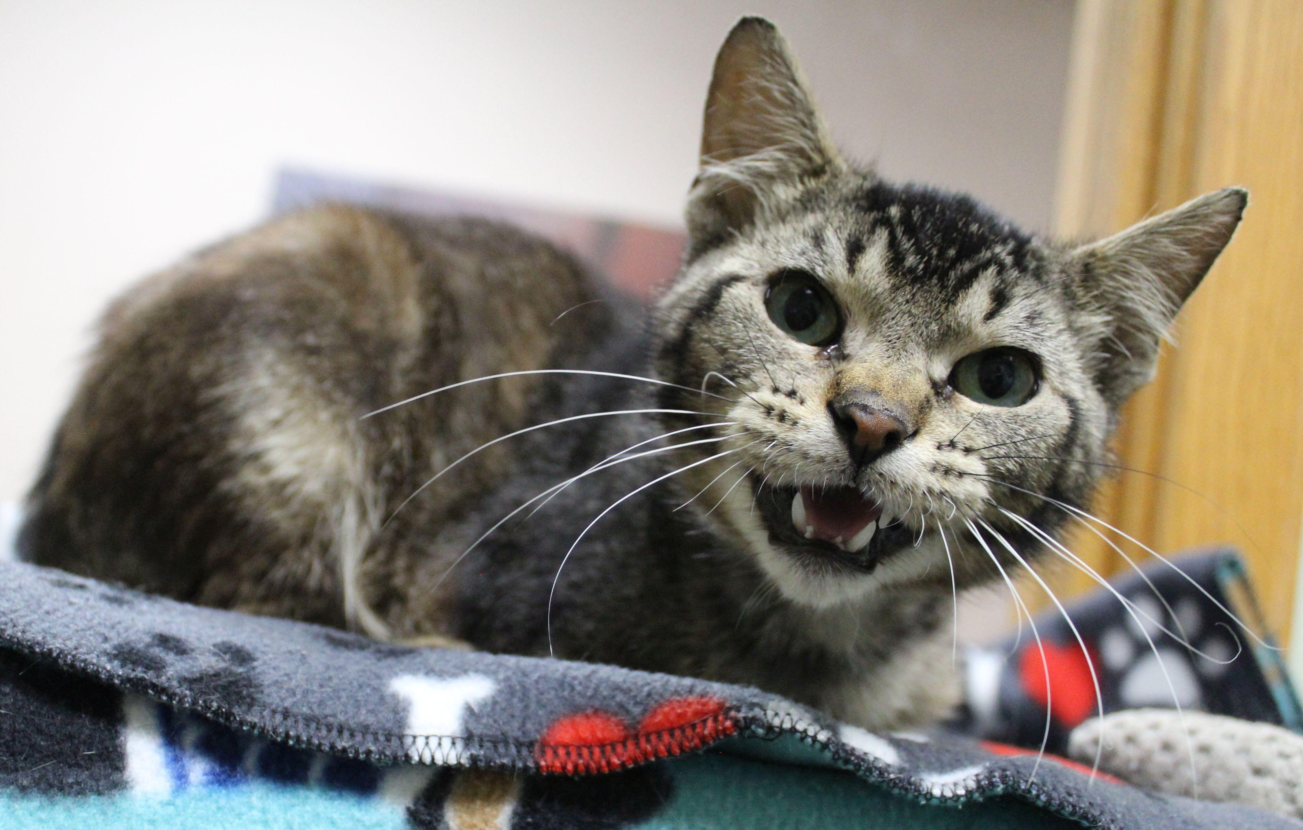 Bugs, ADOPTABLE, Young Male Tabby.
