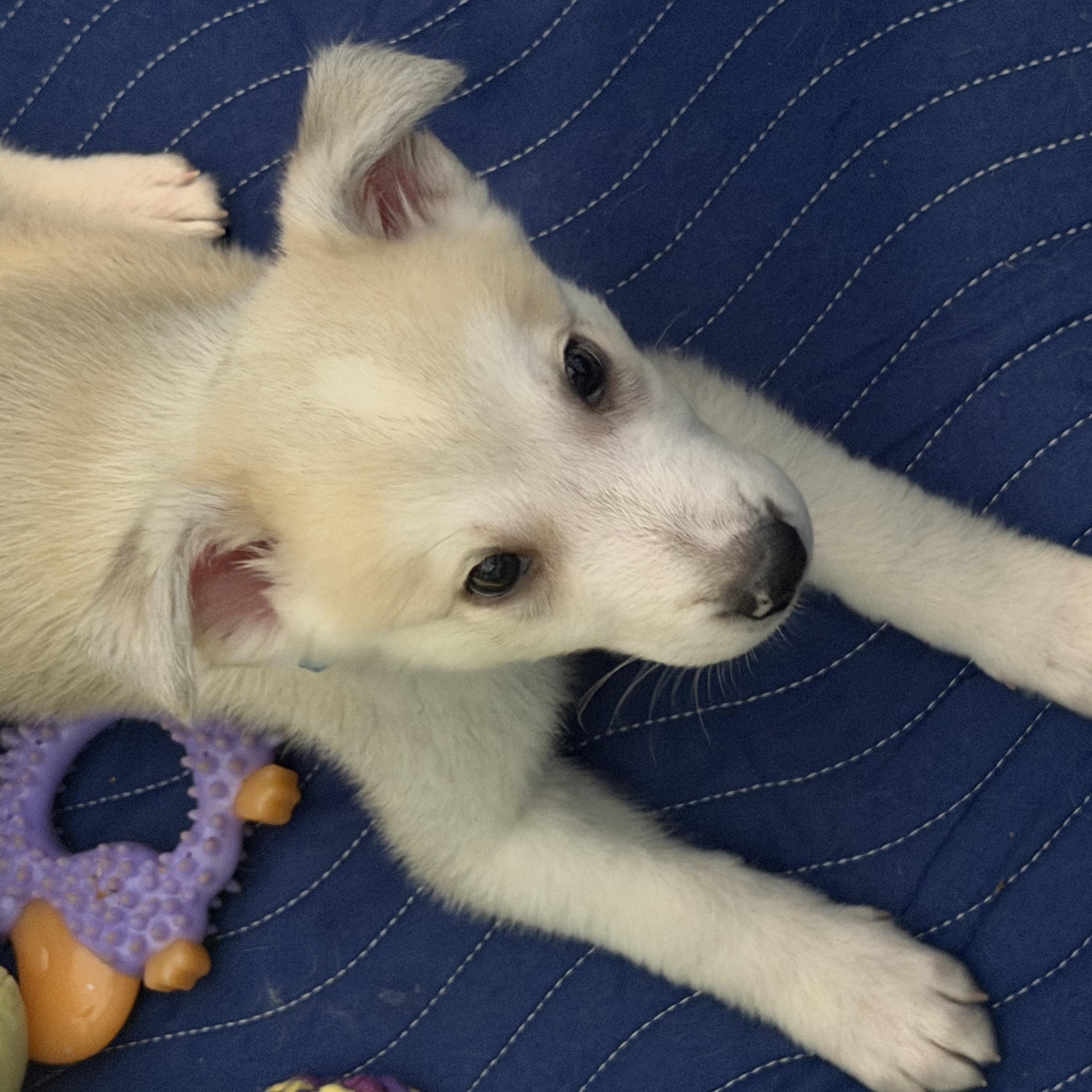 Enlarge Noah, a ADOPTABLE mixed breed in Sherman Oaks, CA image 1/4