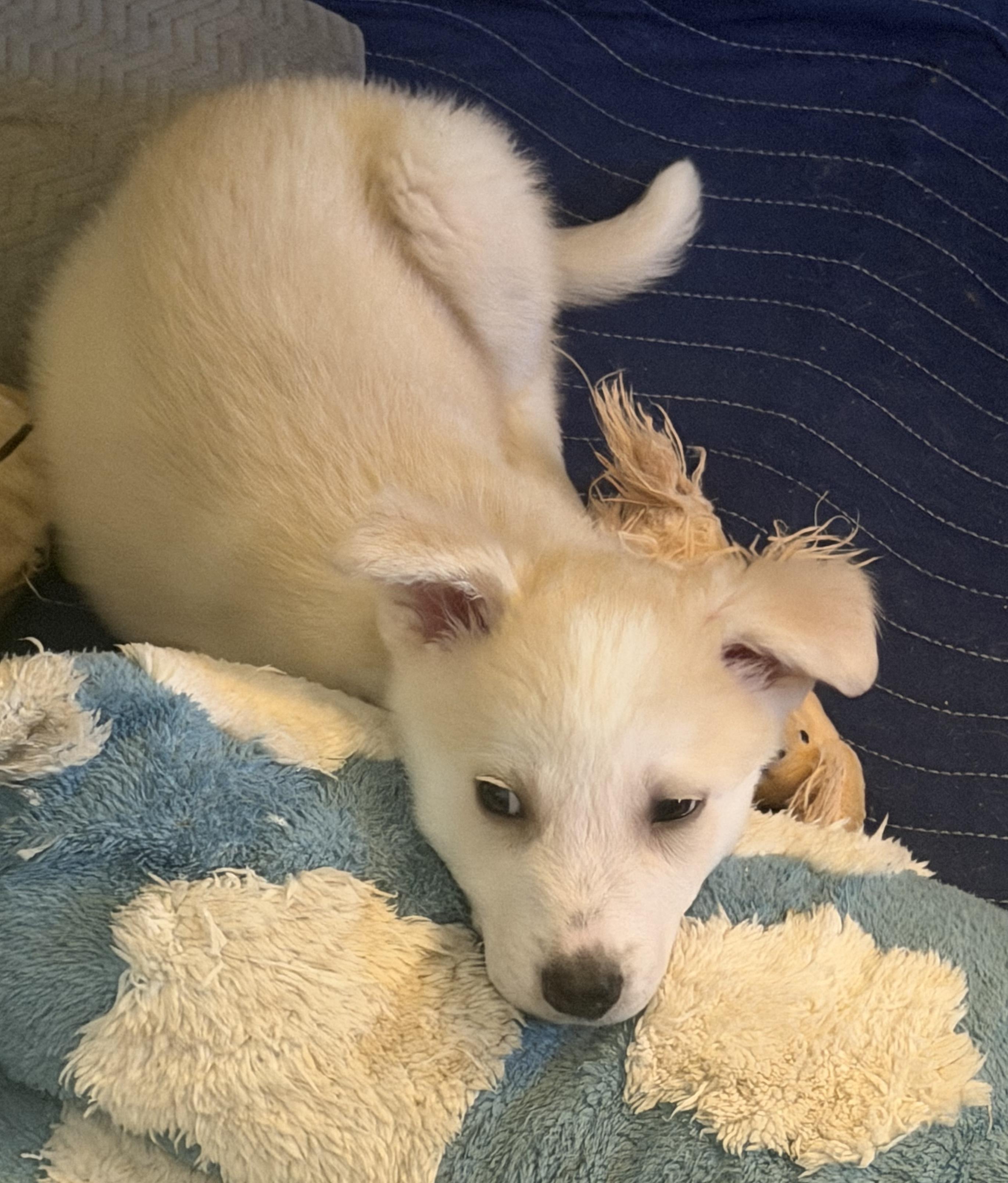Enlarge Noah, a ADOPTABLE mixed breed in Sherman Oaks, CA image 3/4
