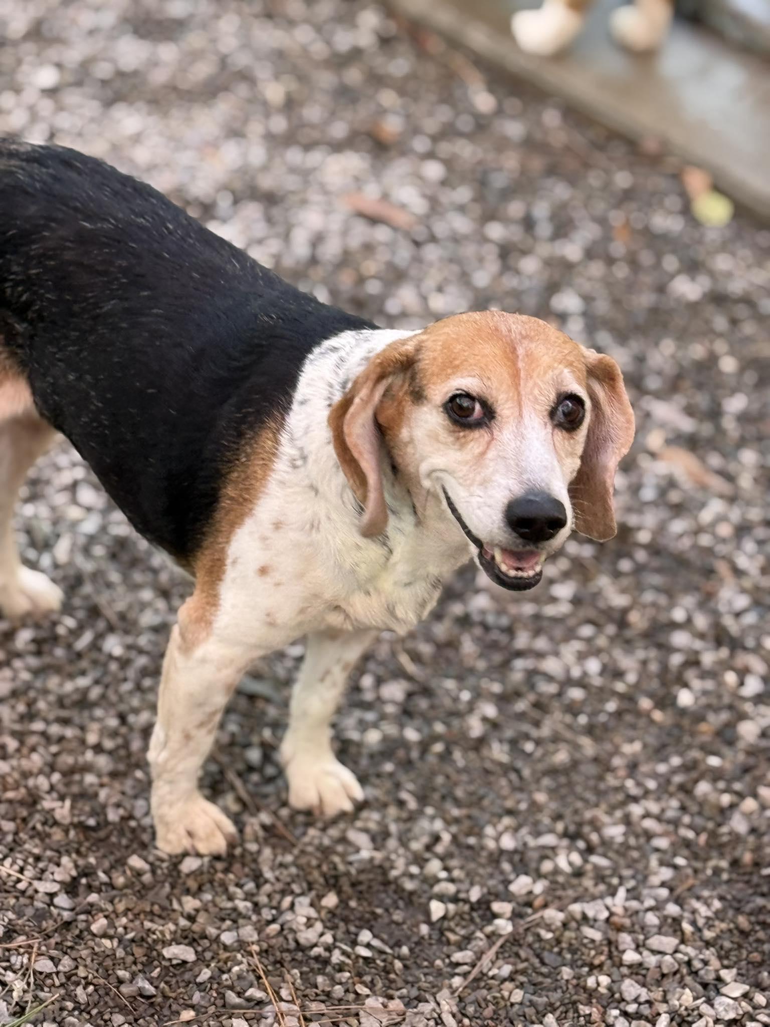 Bonnie, Adopted, Adult Female Beagle.