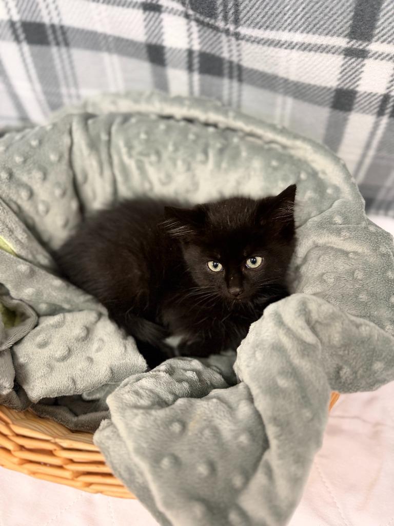 Enlarge KOVU, a Adoptable mixed breed in Algona, IA image 1/1