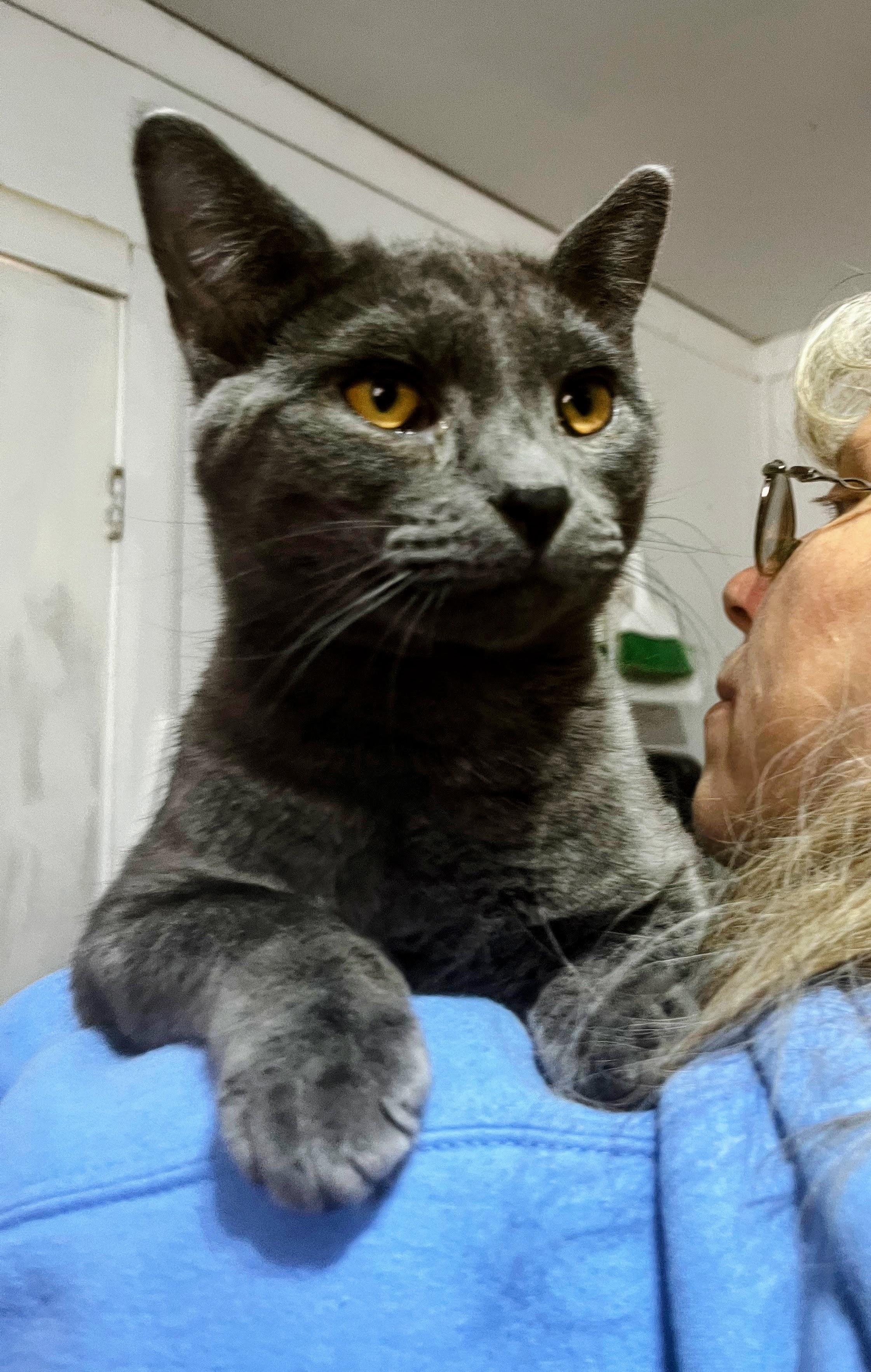 Enlarge Ted, a ADOPTABLE Korat in Nucla, CO image 1/1