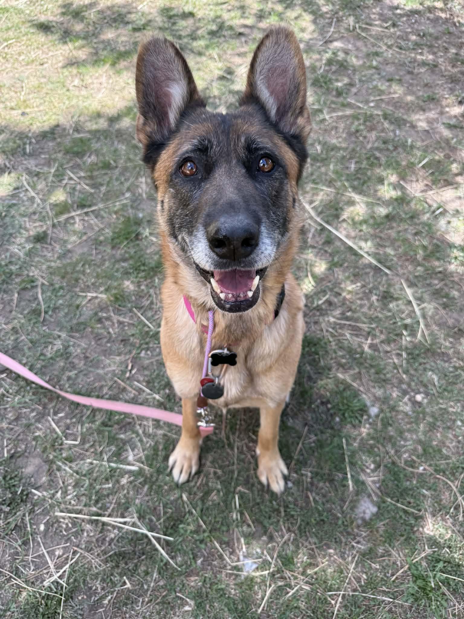 Enlarge Bella, a Adoptable German Shepherd Dog in Vancouver, WA image 1/4