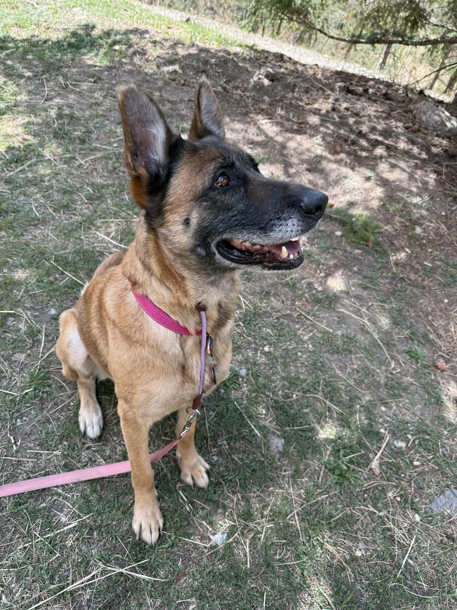 Enlarge Bella, a Adoptable German Shepherd Dog in Vancouver, WA image 2/4