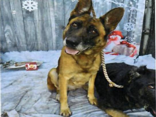 Bella, a Adoptable German Shepherd Dog in Vancouver, WA image 3/4