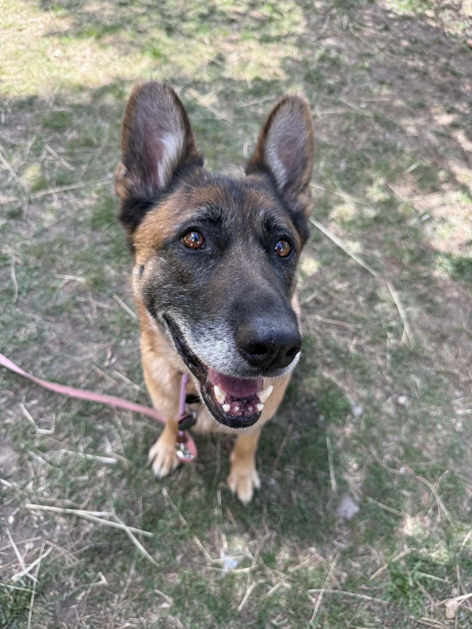 Enlarge Bella, a Adoptable German Shepherd Dog in Vancouver, WA image 4/4