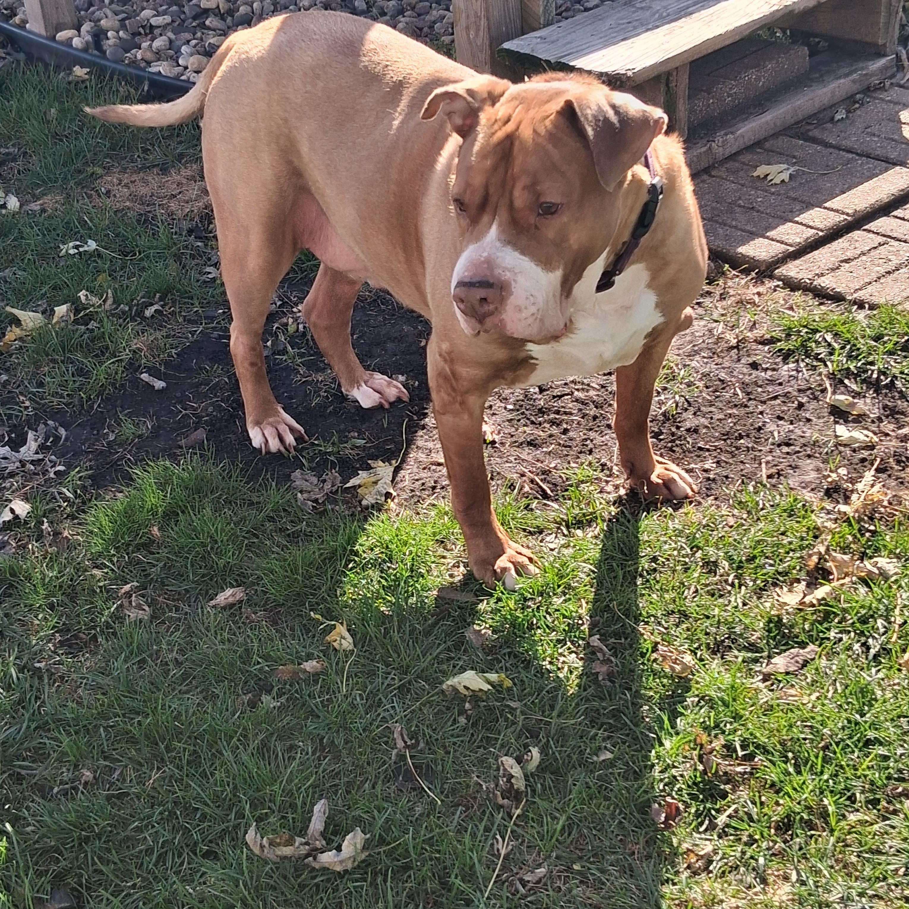 Enlarge Mac, a Adoptable mixed breed in Naperville, IL image 2/4