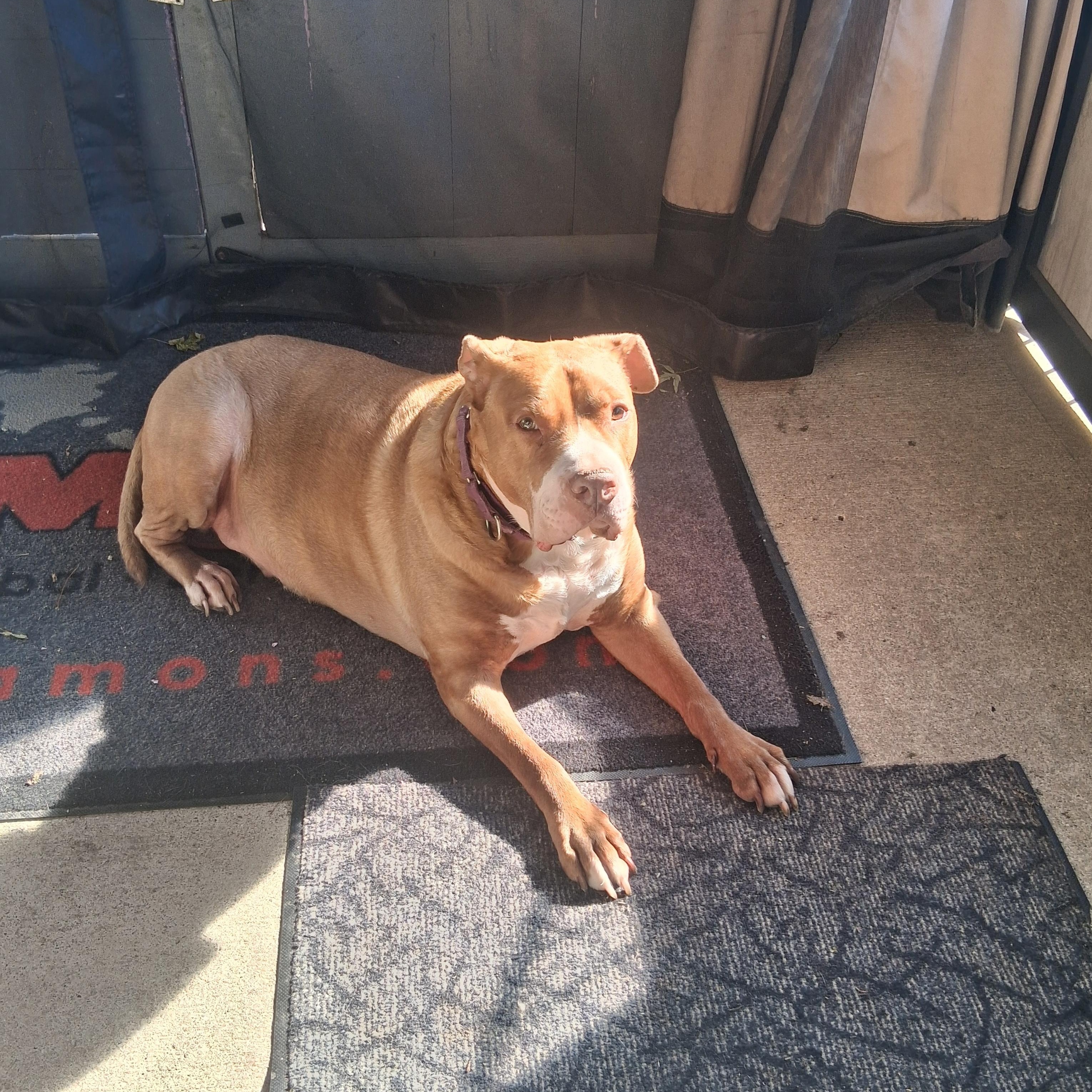 Enlarge Mac, a Adoptable mixed breed in Naperville, IL image 3/4