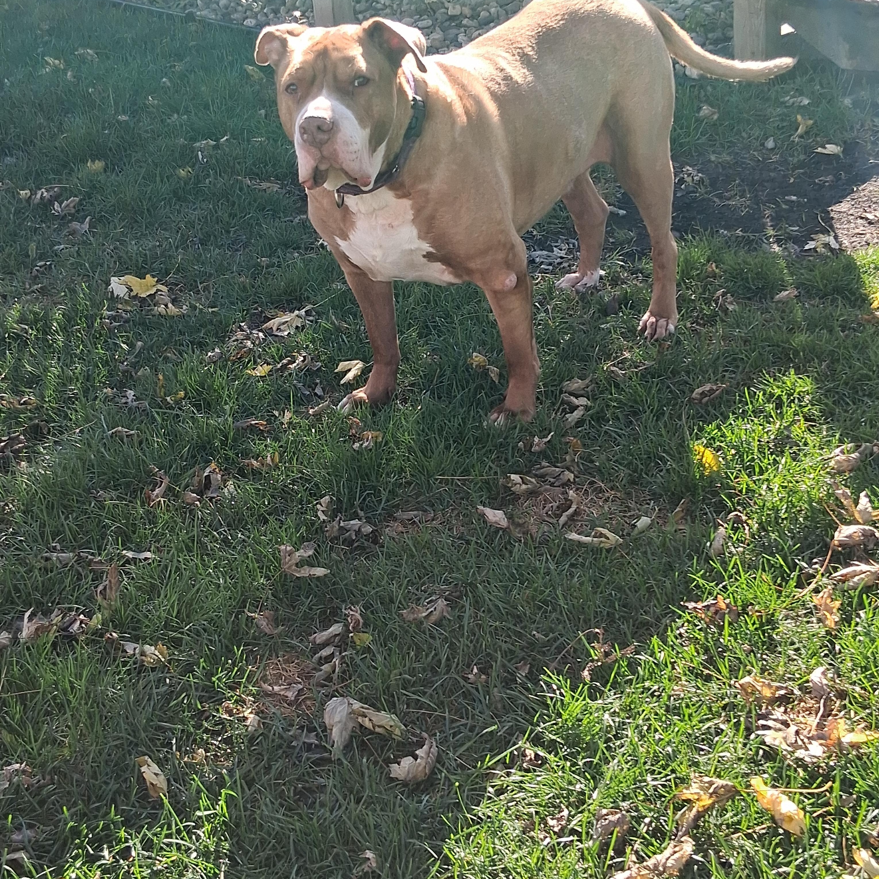 Enlarge Mac, a Adoptable mixed breed in Naperville, IL image 4/4