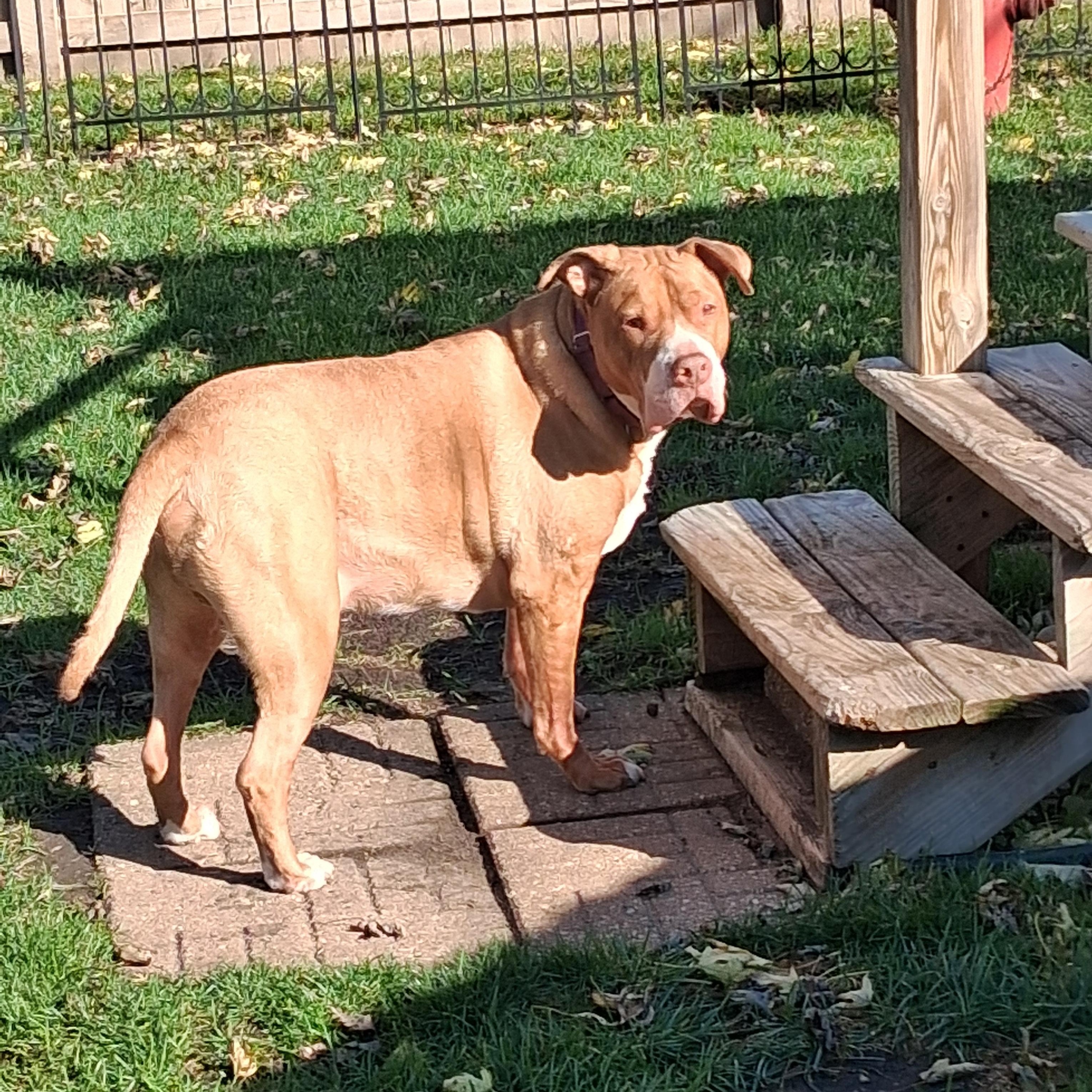Enlarge Mac, a Adoptable mixed breed in Naperville, IL image 1/4