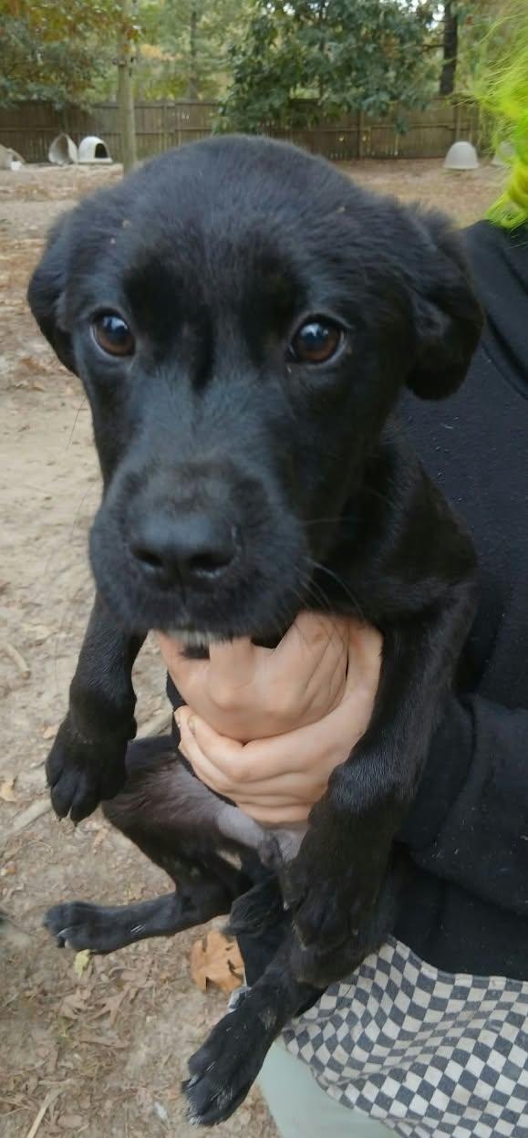 Enlarge Hotdog, a Adoptable mixed breed in bauxite, AR image 3/3
