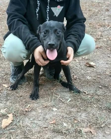 Enlarge Hotdog, a Adoptable mixed breed in bauxite, AR image 2/3