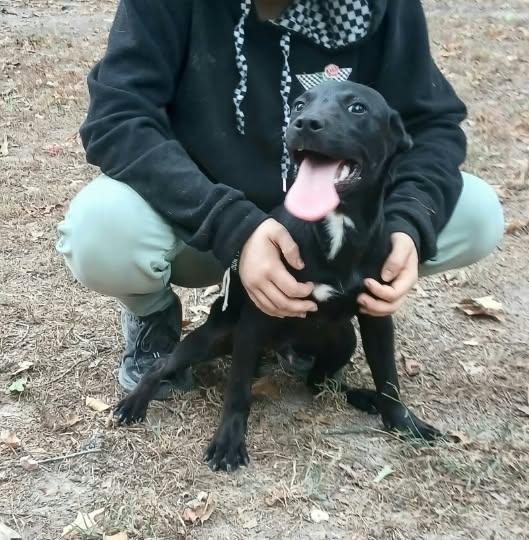 Enlarge Hotdog, a Adoptable mixed breed in bauxite, AR image 1/3