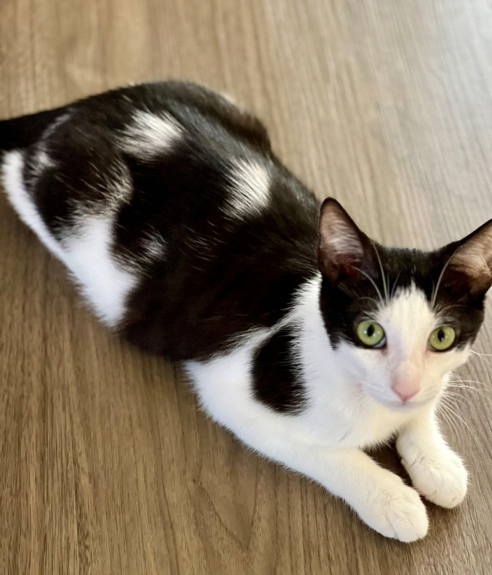 Enlarge Bowie, a Adoptable Domestic Short Hair in Palo Alto, CA image 1/3