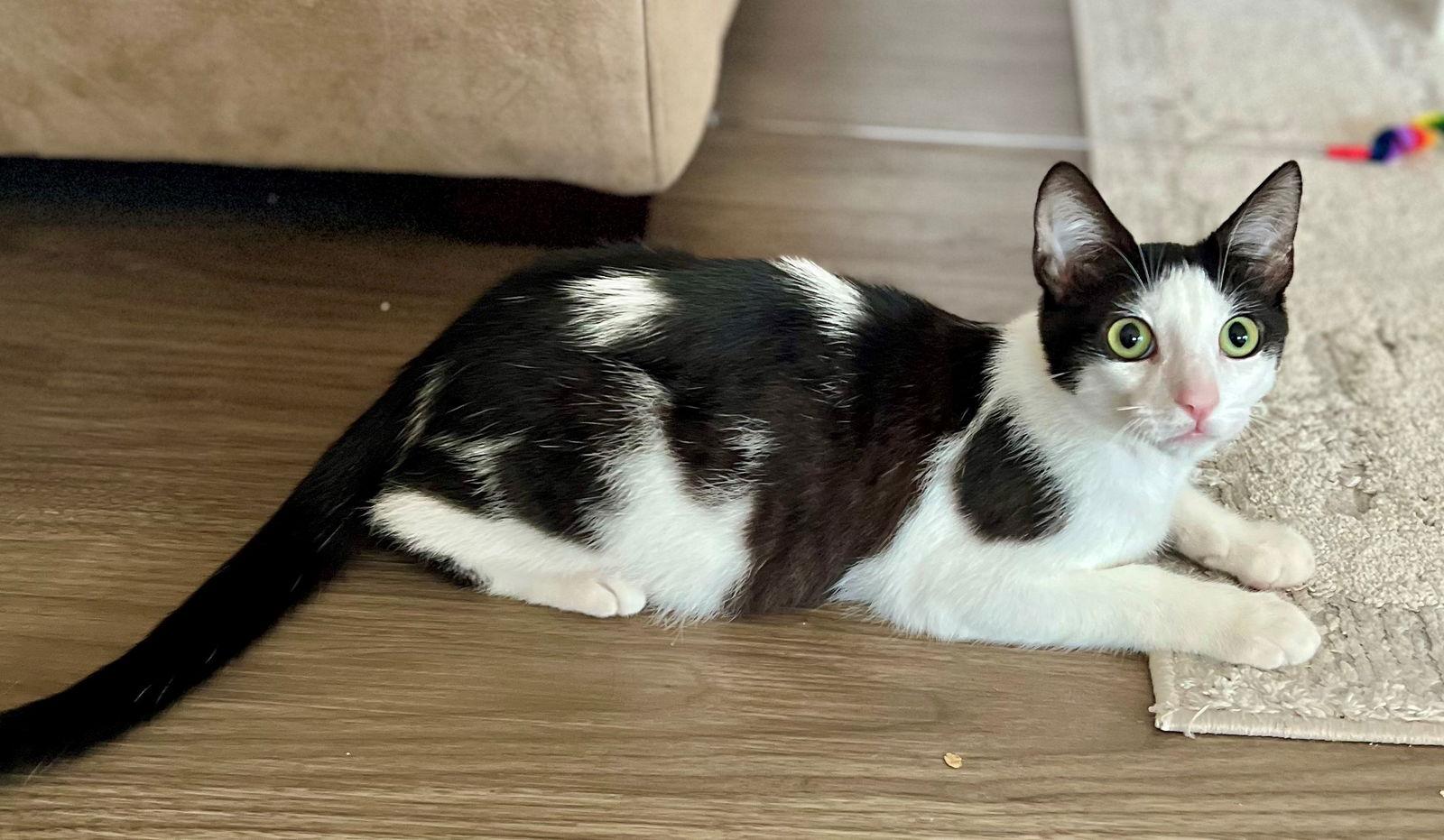 Enlarge Bowie, a Adoptable Domestic Short Hair in Palo Alto, CA image 2/3