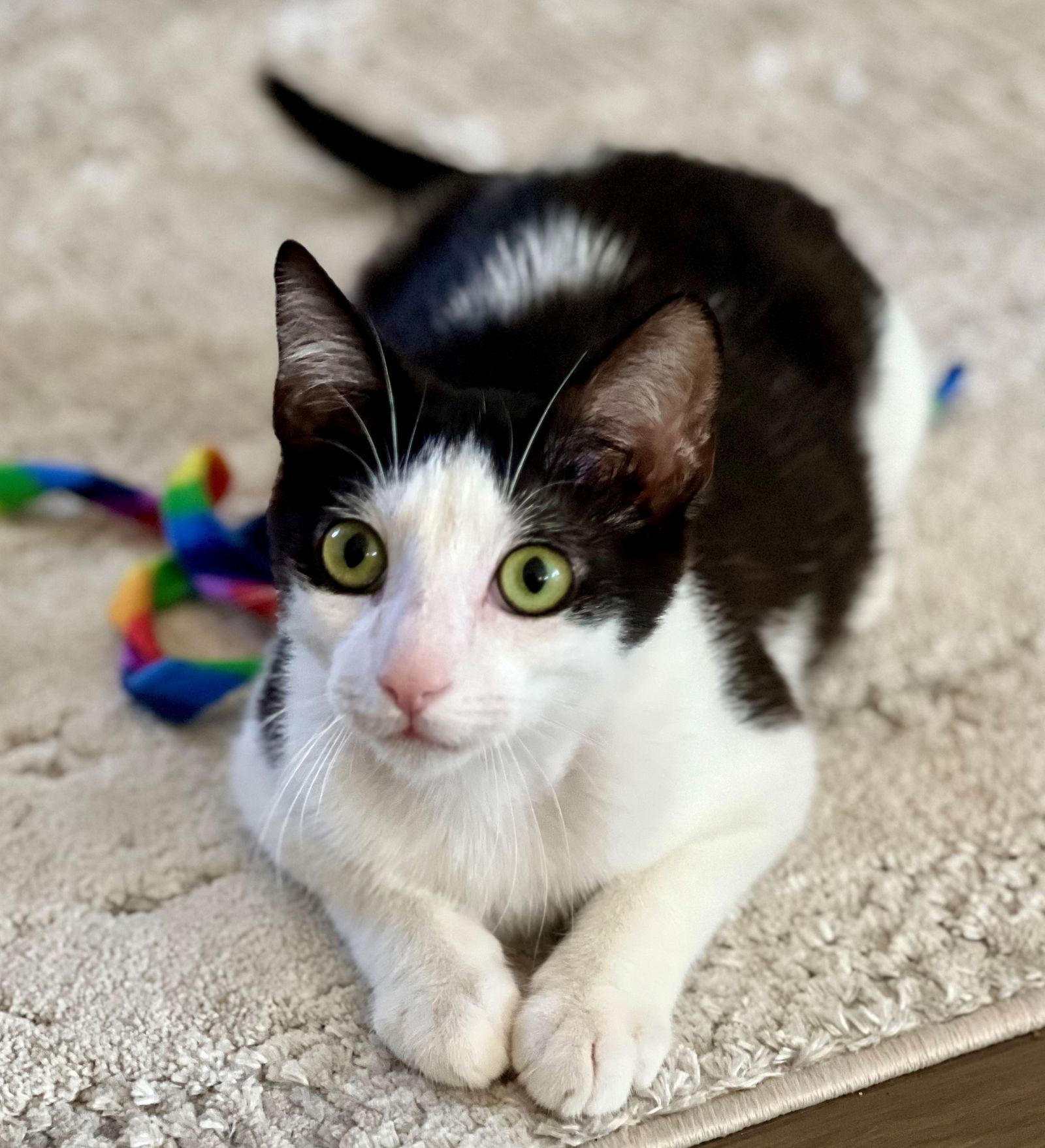 Enlarge Bowie, a Adoptable Domestic Short Hair in Palo Alto, CA image 3/3