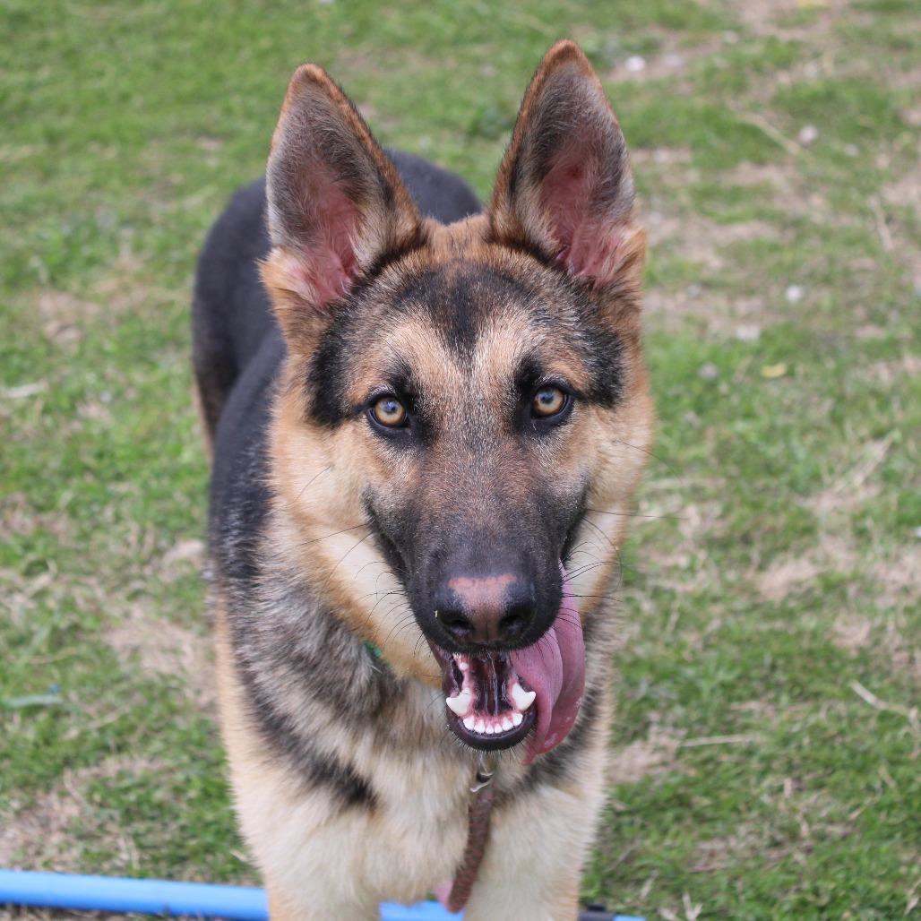 Neptune, Adoptable, Young Male German Shepherd Dog & Mixed Breed.