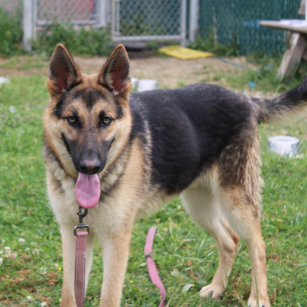 Enlarge Neptune, a Adoptable mixed breed in Cleveland, MS image 2/6