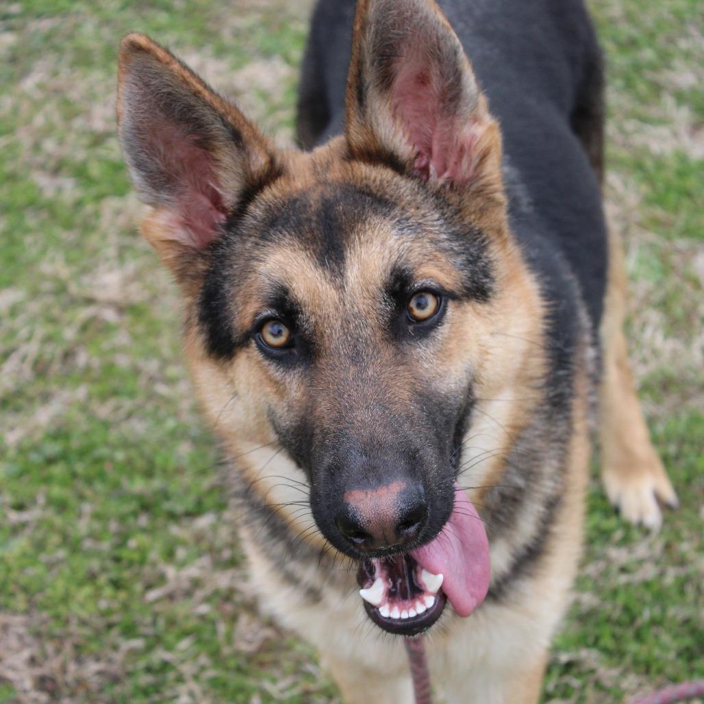 Enlarge Neptune, a Adoptable mixed breed in Cleveland, MS image 3/6