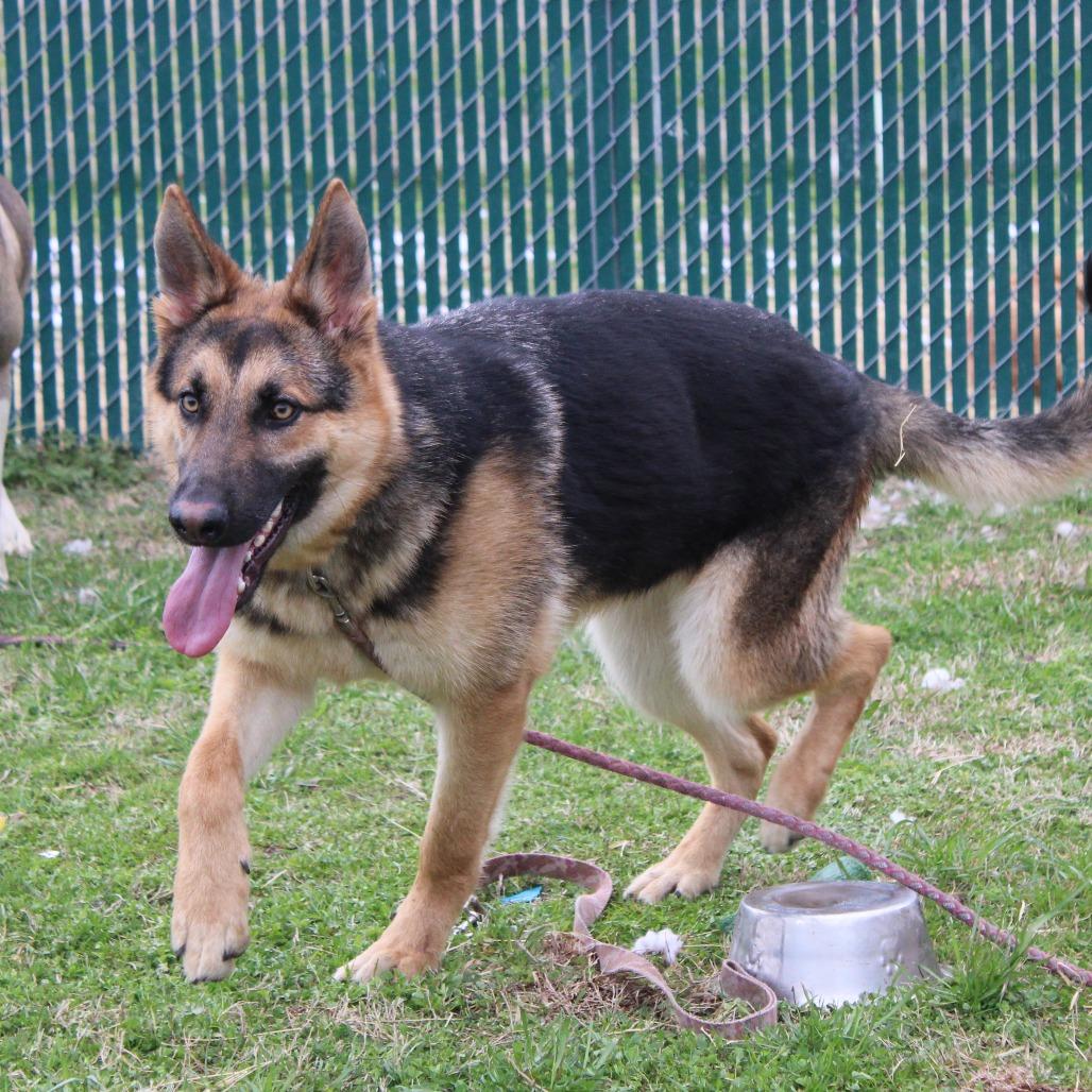 Enlarge Neptune, a Adoptable mixed breed in Cleveland, MS image 4/6