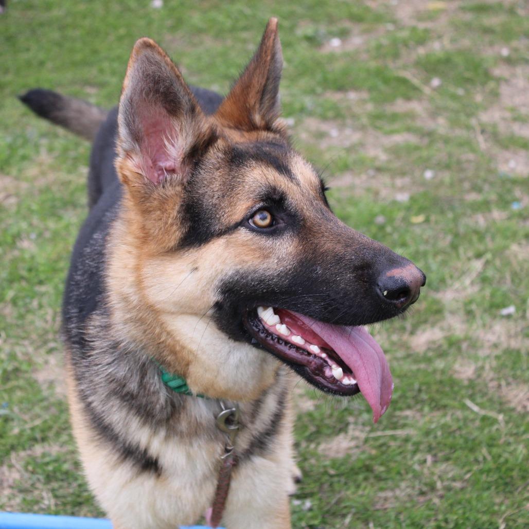Enlarge Neptune, a Adoptable mixed breed in Cleveland, MS image 5/6