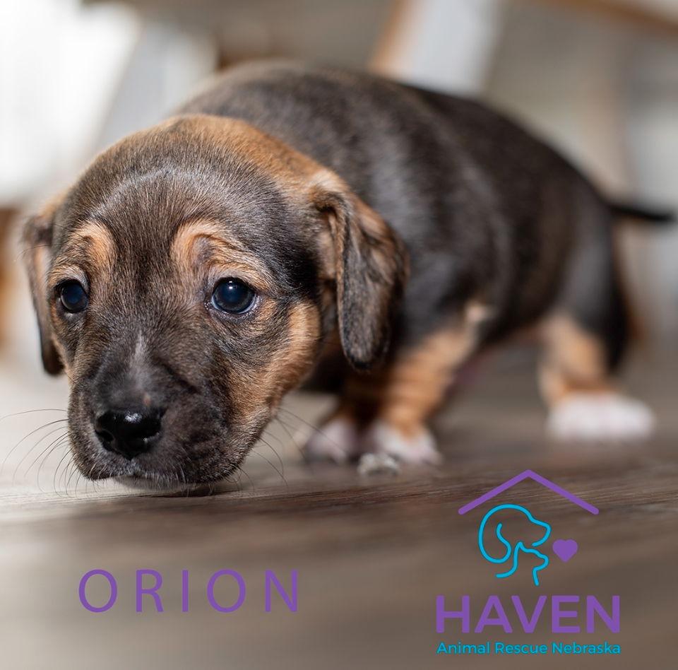 Orion, Adoptable, Puppy Male Terrier.