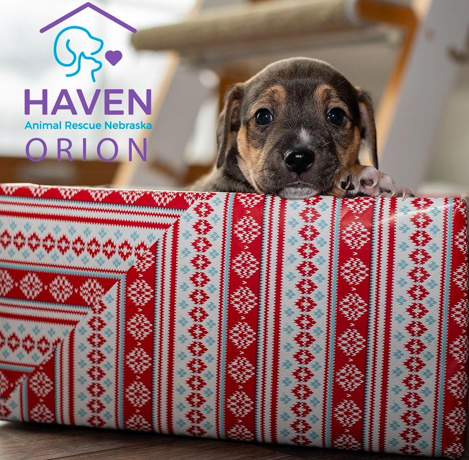 Orion, a Adoptable Terrier in Omaha, NE image 2/2