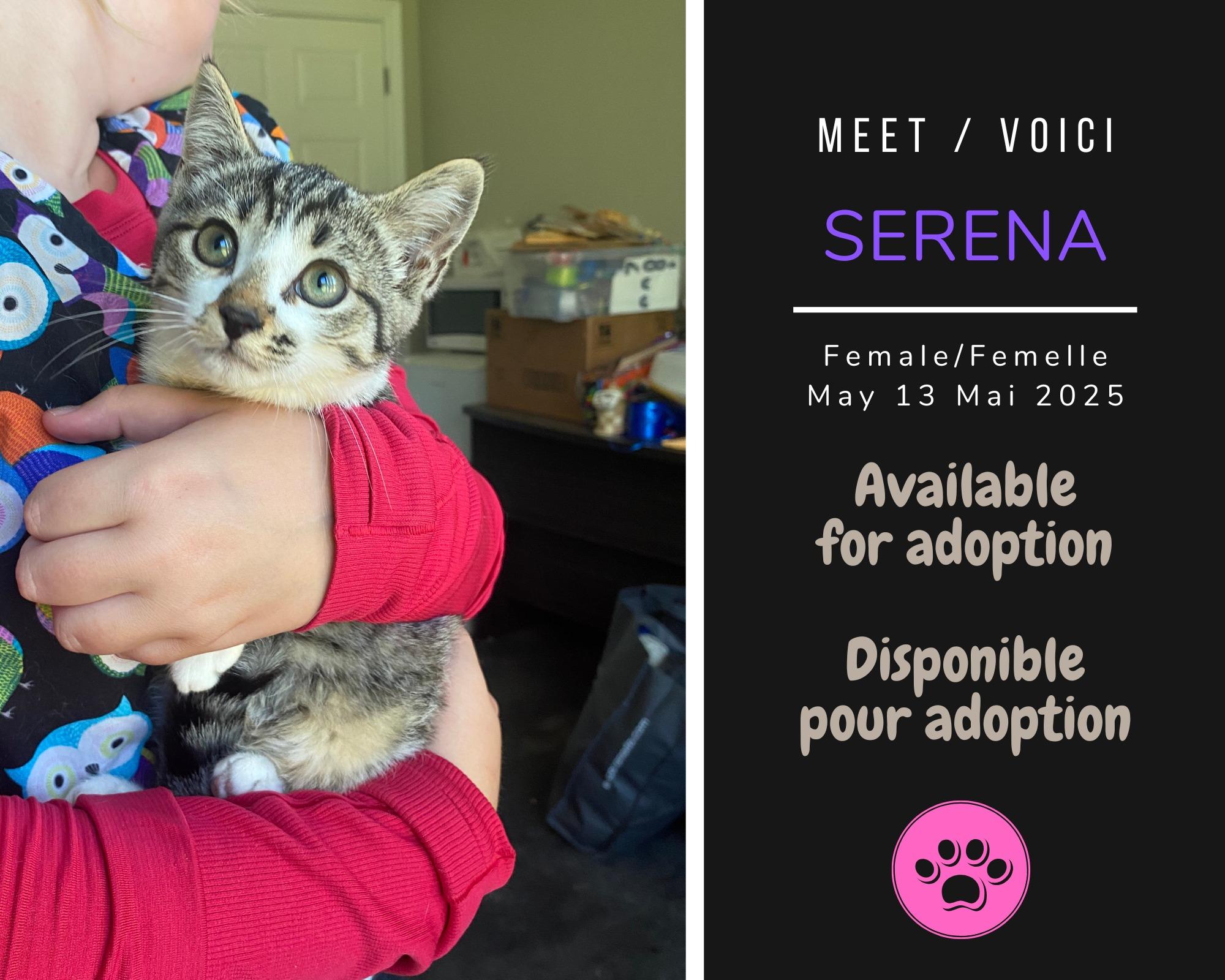 Enlarge Serena, an adopted Domestic Short Hair in Dsl De Drummond, NB image 1/1