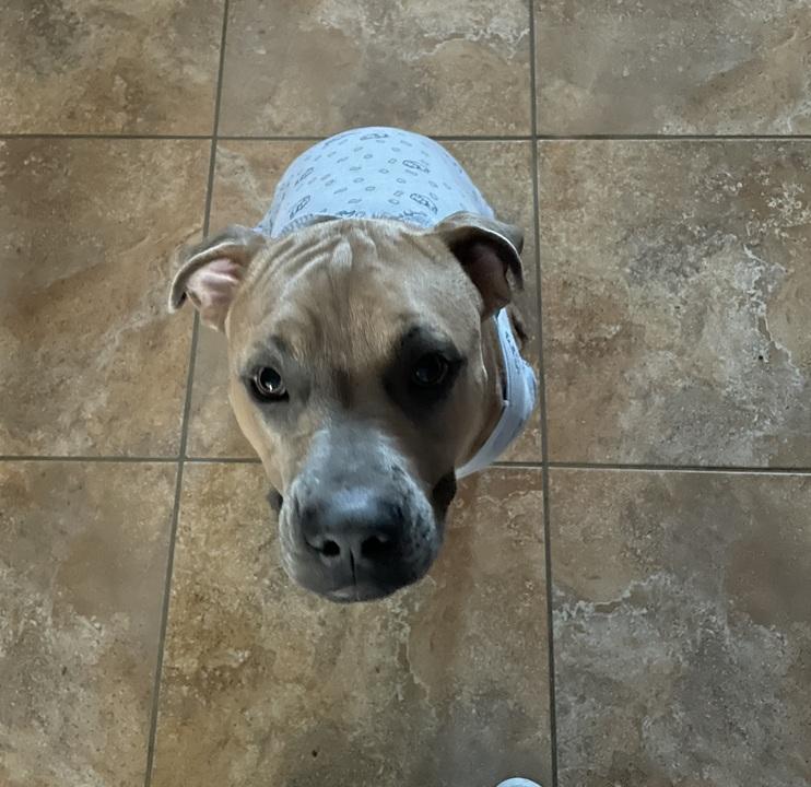 Vash, a Adoptable mixed breed in Temple, TX image 2/5