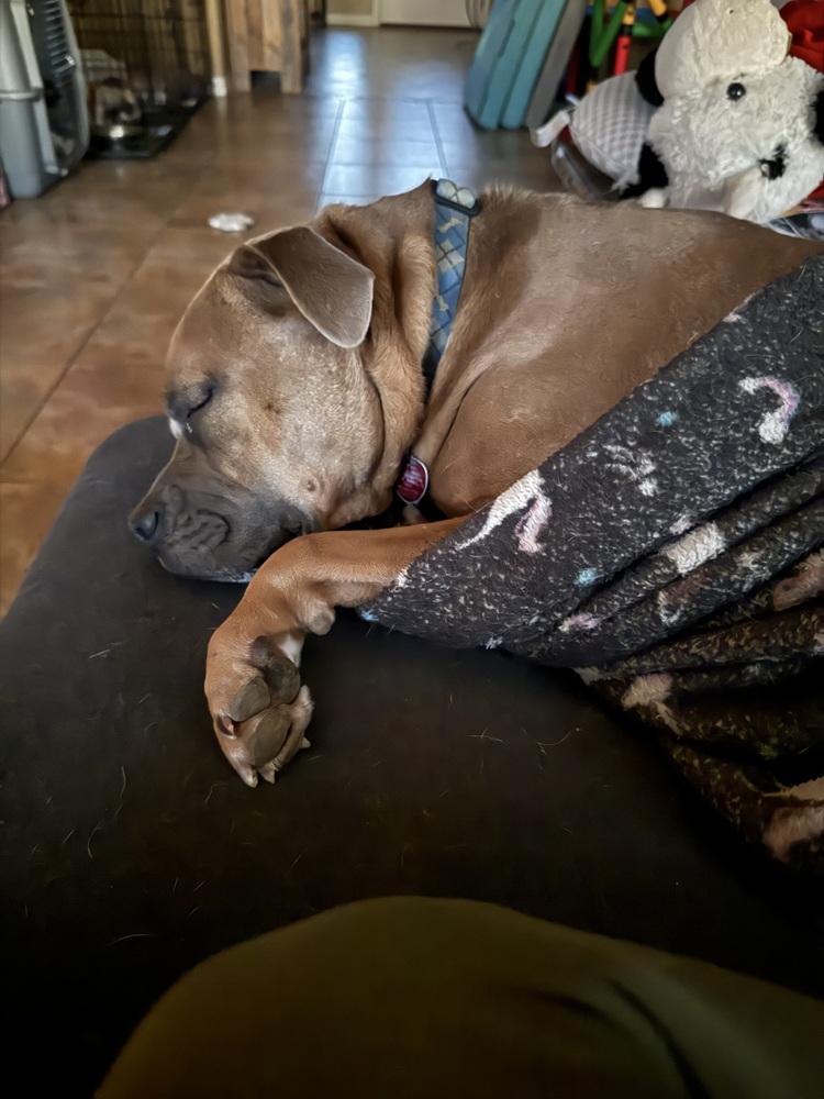 Vash, a Adoptable mixed breed in Temple, TX image 3/5