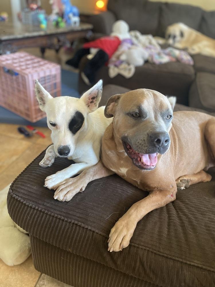 Vash, a Adoptable mixed breed in Temple, TX image 4/5